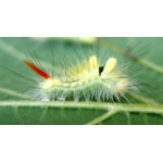 Pale Tussock pudibunda 15 eggs or 10 larvae, according to availability